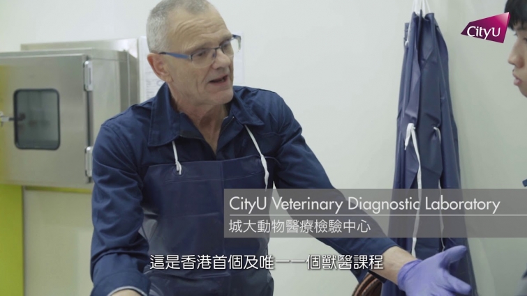 CityU Bachelor of Veterinary Medicine Programme Video (1min Chinese Sub Version) Updated 16102019