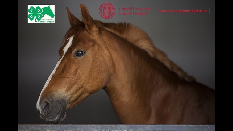 Cornell Vet Equine Seminar Series – September 2019