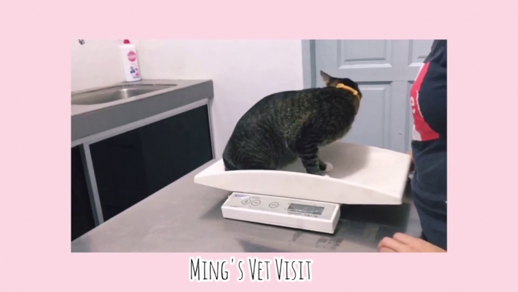 Ming's Vet Visit