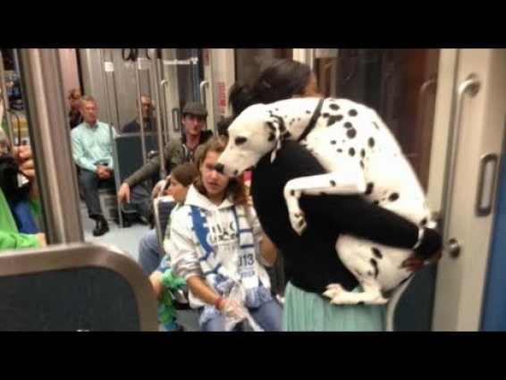 Big Dogs Getting Scared – Try Not To Laugh