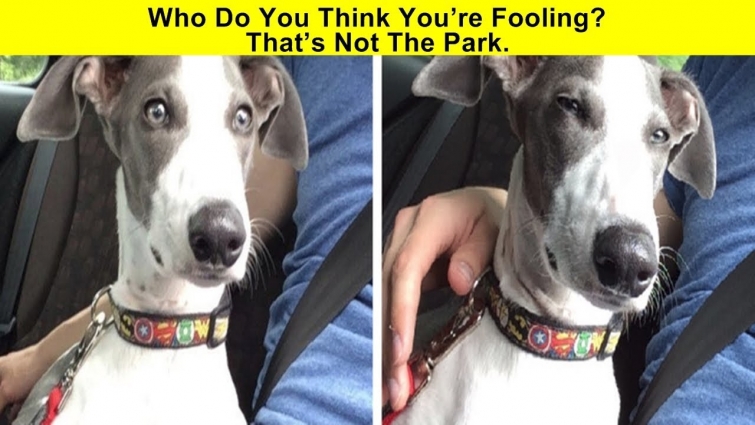 “Oops” Times When Visiting The Vet Didn’t Go According To Plan