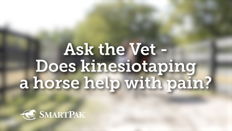Ask the Vet – Does kinesiotaping a horse help with pain?
