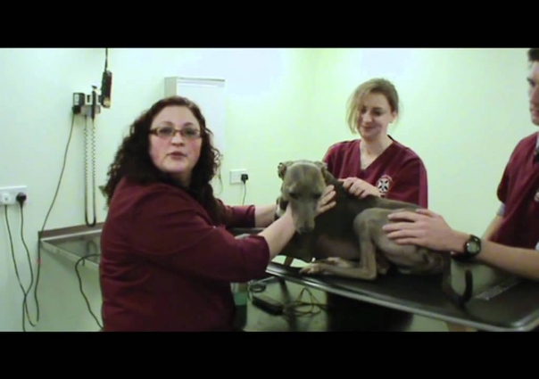 IMV imaging cardiac ultrasound video 10 – Summary of the cardiology videos