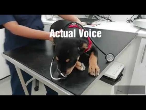 Funny videos / Puppy's Vet Experience/ Puppy Goes To The Vet