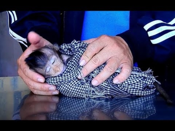 Bring Poor Lizza Meet Dr Vet For Rescues After We Wait To WLA For Treat  More