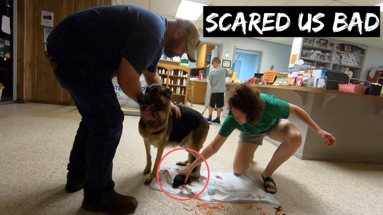 German Shepherd Gives Birth On Floor At Veterinarian's Office