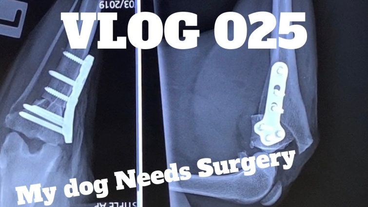 VLOG 025 – My Dog Needs Surgery – Expensive Vet Bills