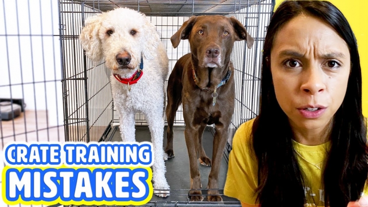 10 Crate Training Mistakes 🐶 Dog Barking in Crate? Watch this!