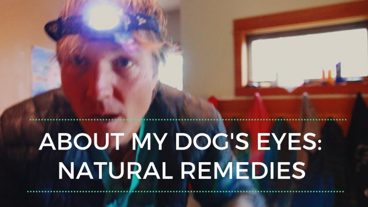 About My Dog's Eyes…Effective Natural Remedies