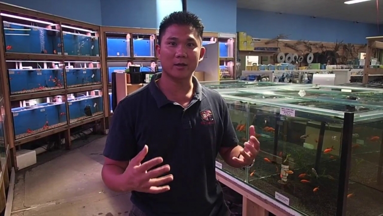 How to choose a healthy goldfish at a fish store with fish Veterinarian Dr Loh.