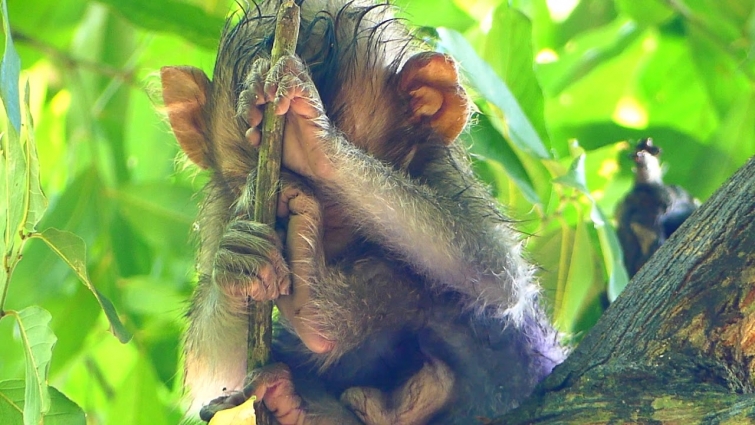 We Help Lizza To Meet A Good Vet Help | Lizza Stay A Lone On High Tree
