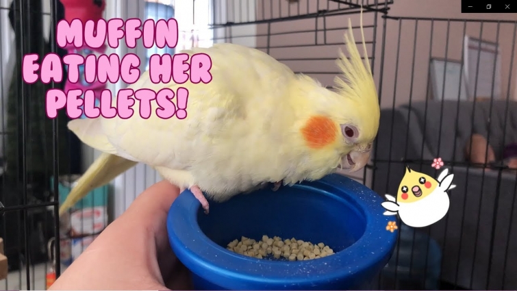 Muffin Being A Good Girl and Eating Harrison Pellets 😇