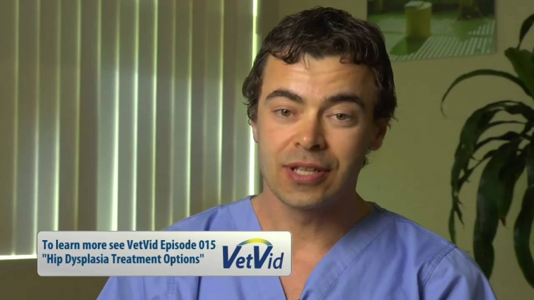 Recognizing Hip Dysplasia in Dogs – VetVid Episode 014