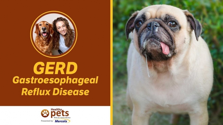 Dr. Becker Discusses Gastroesophageal Reflux Disease