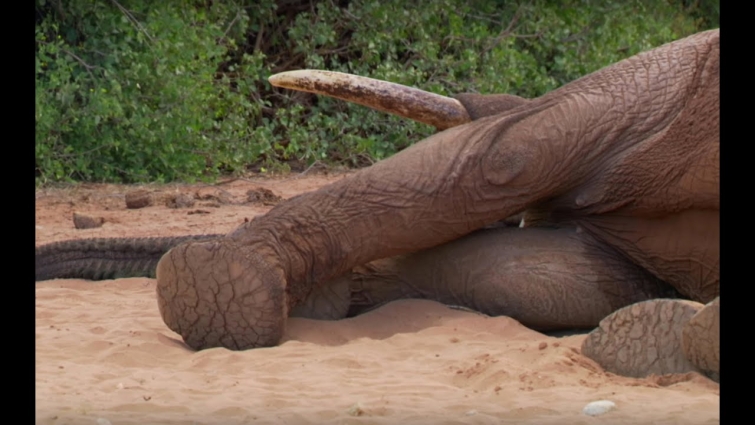 Safely Tranquilising An Elephant  | This Wild Life | BBC