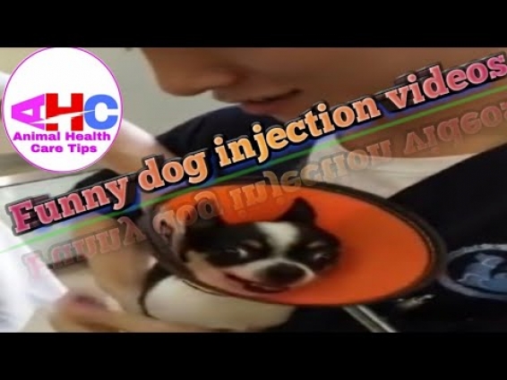 Funny dog injection videos ll Animal Health Care Tips