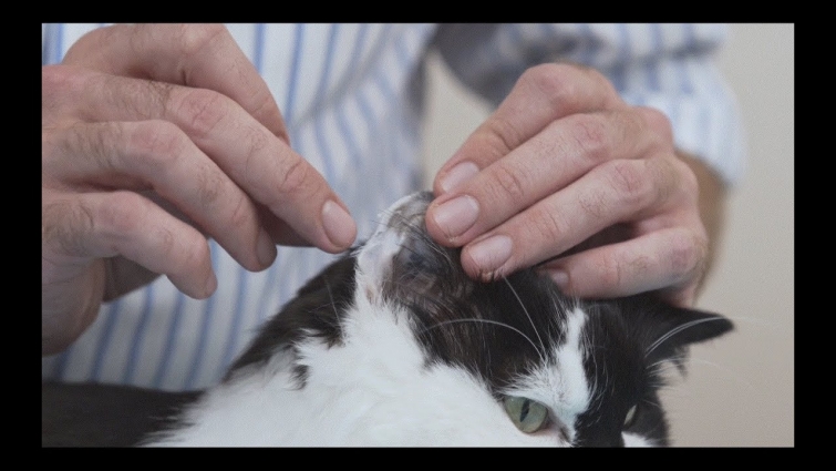 How to measure blood glucose in a cat – Diabetic cat