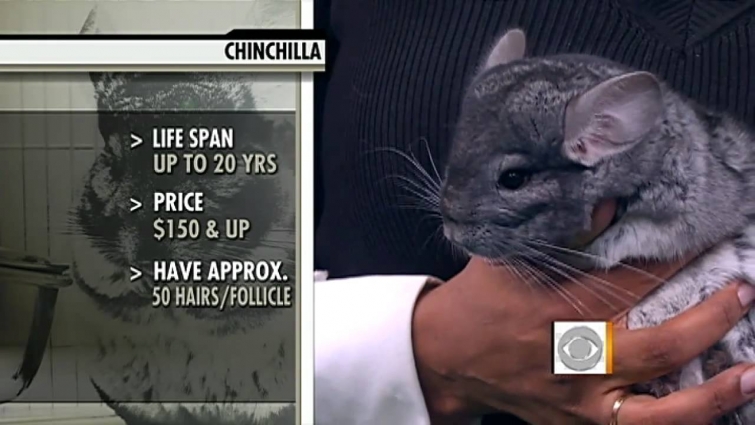 Exotic Animals as Pets