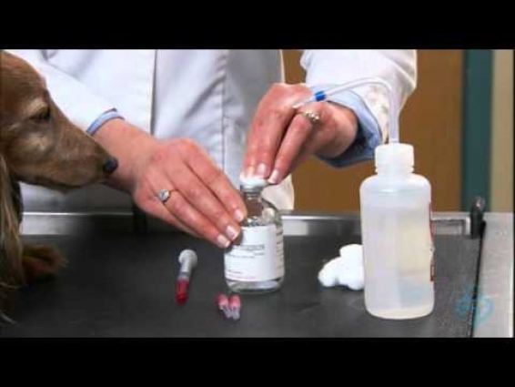 Willard Vet Tutorial: How to give your pet dog at home injections