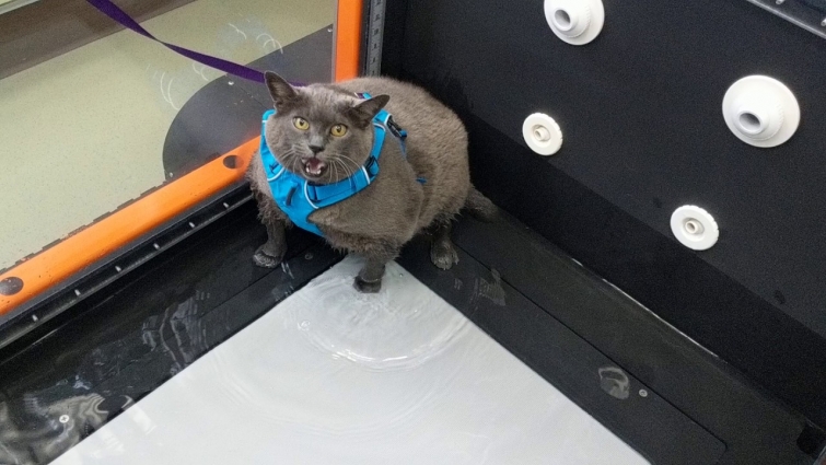 Cat Unsure of Underwater Workout || ViralHog
