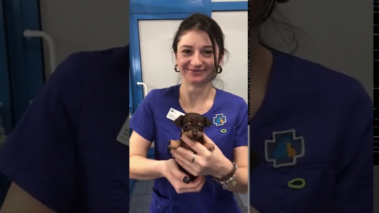 Puppy Doesn't Mind Visiting the Vet || ViralHog