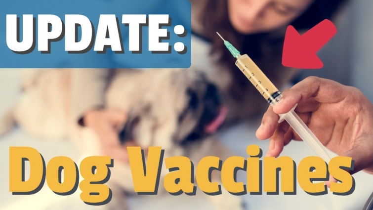 Dog Vaccine Update