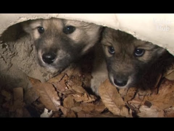 Puppy Siblings Stuck Inside A Drainage Pipe Keep Each Other Alive | Animal in Crisis EP84