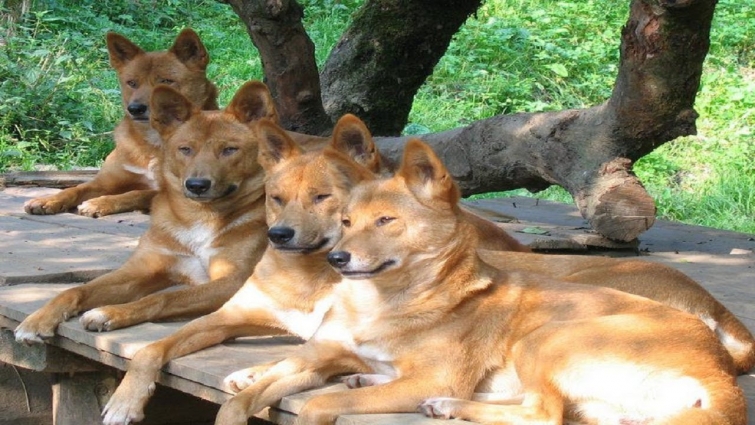 This Is the Smartest Dog Breed According to Veterinarians
