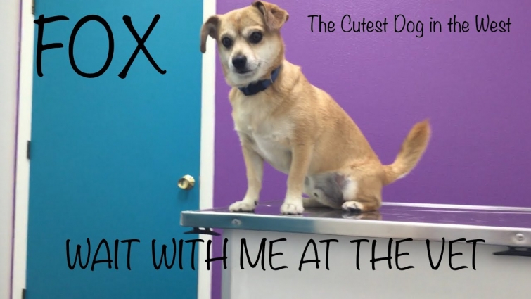 FOX WAIT WITH ME AT THE VET
