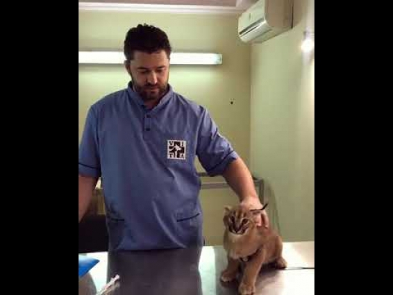 Caracal Hisses at Vet While Being Vaccinated – 1076952
