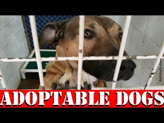 Lawton Animal Welfare's Weekly Adoptable PETS Video  – DOGS