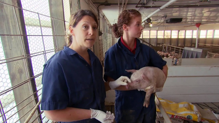 VetsOnCall – Dr. Donovan shows pig care "is in our hands"