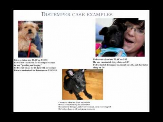 Treating Canine Distemper Virus