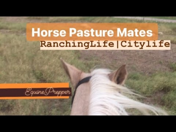 MAYHEM in the pasture|My Horse vs Bobwire & pasture mate