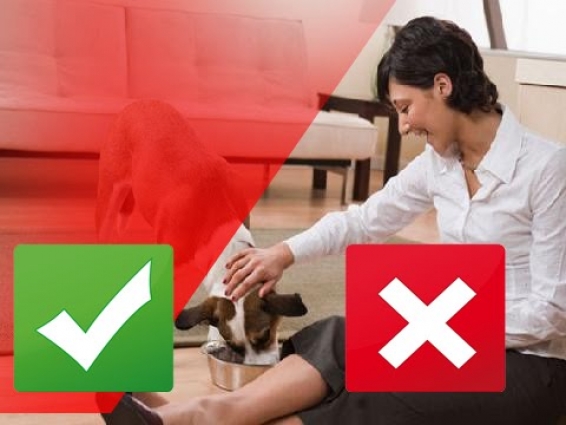 Are Dogs REALLY What They Eat?
