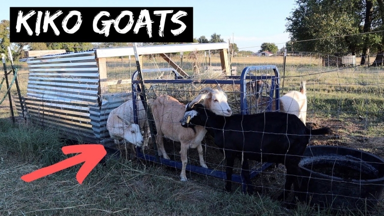 These Kiko Meat Goats Had This Coming!