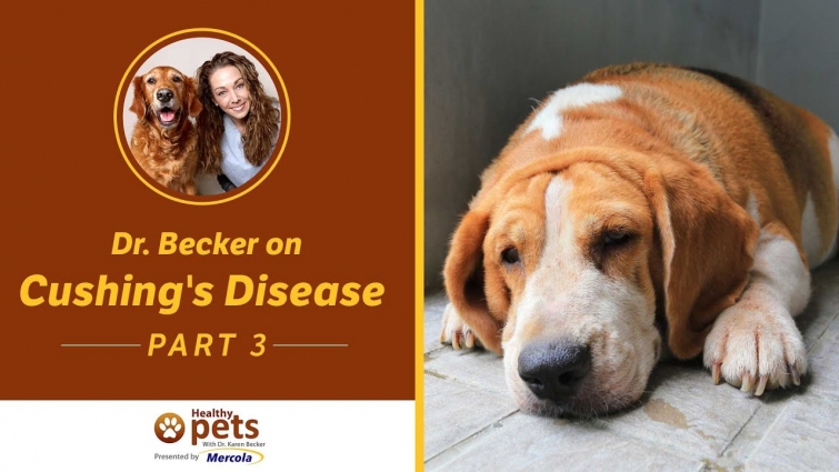 Dr. Becker on Cushing's Disease (Part 3 of 3)