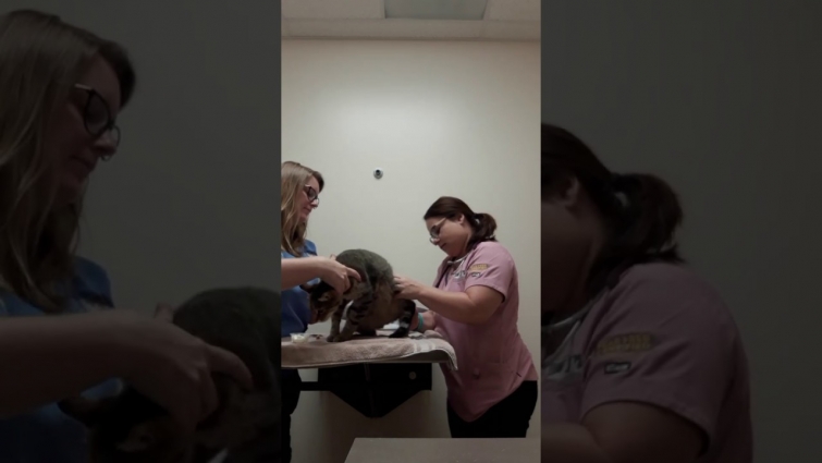Local Clairemont Veterinarian – Dr. Jordan – Demonstrates a Fear-Free Cat Visit.