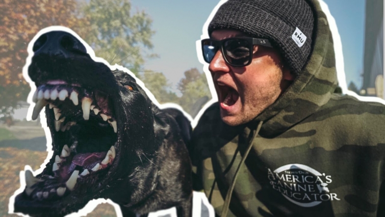 Your veterinarian cant train your dog- A life saving dog training tip