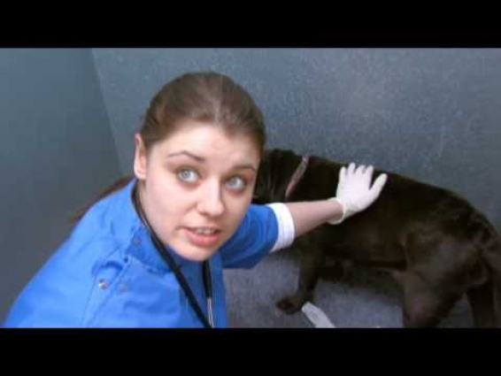 I Am A Scientologist: Sharon, Veterinarian