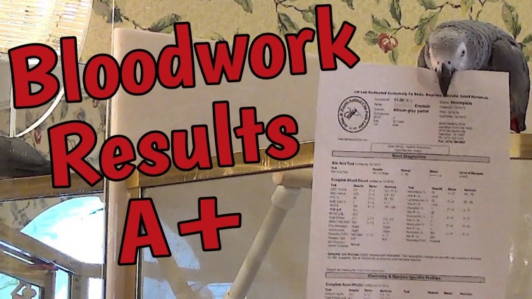 Bloodwork results from a visit to the vet