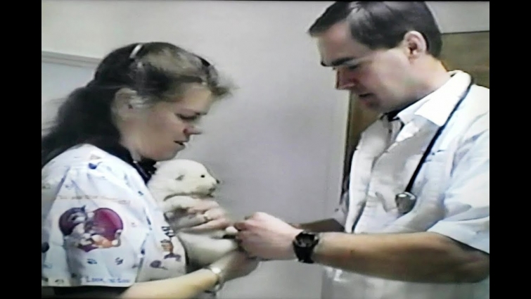 Samoyed Puppies | Go The The Vet |  Play Outside