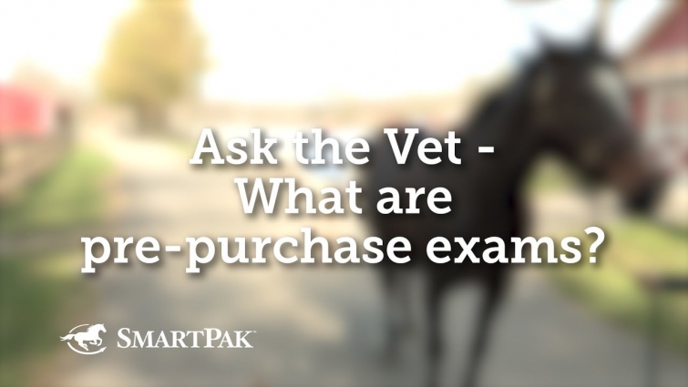 Ask the Vet – What are pre-purchase exams?