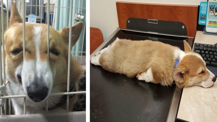 “Oops” Times When Visiting the Vet Didn’t Go According to Plan