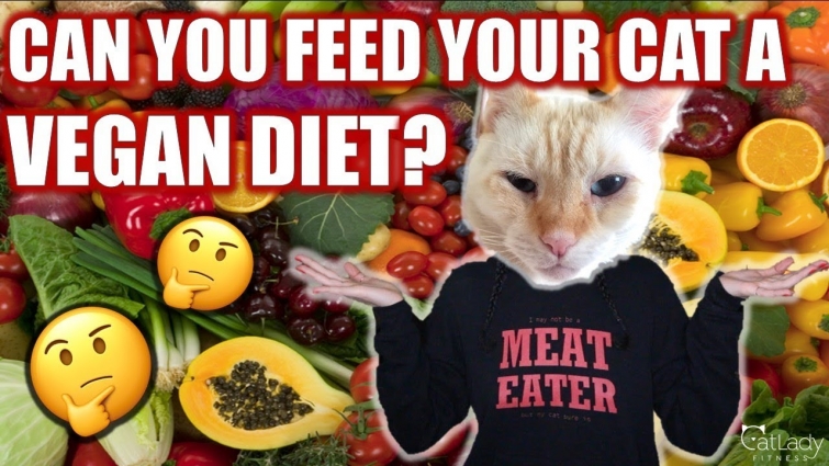 CAN CATS BE VEGAN? (The truth about feeding cats a vegan diet) 🙀🥑🤔