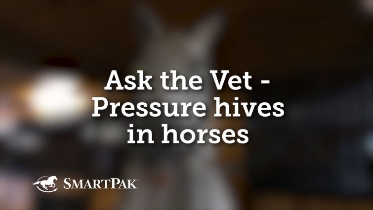 Ask the Vet – Pressure hives in horses