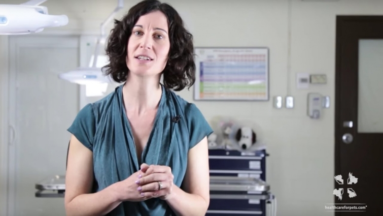 Holistic Vet | An Introduction to Holistic Therapy and Alternative Medicine for Dogs and Cats