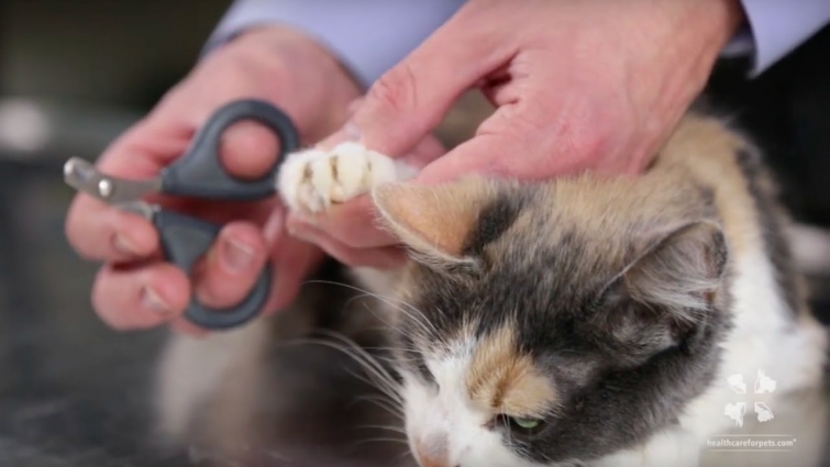 Vet Tutorial | How to Safely Trim a Cat's Nails