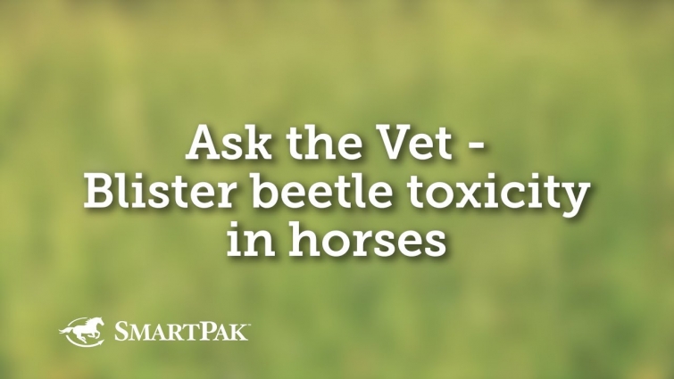 Ask the Vet – Blister beetle toxicity in horses