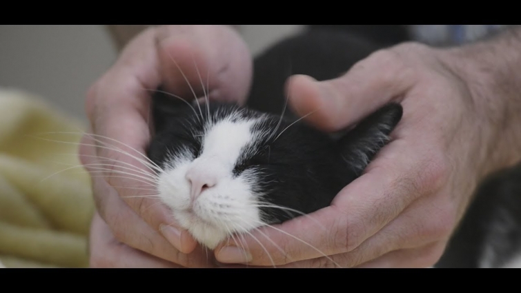 How to trim a cat's nails with two people